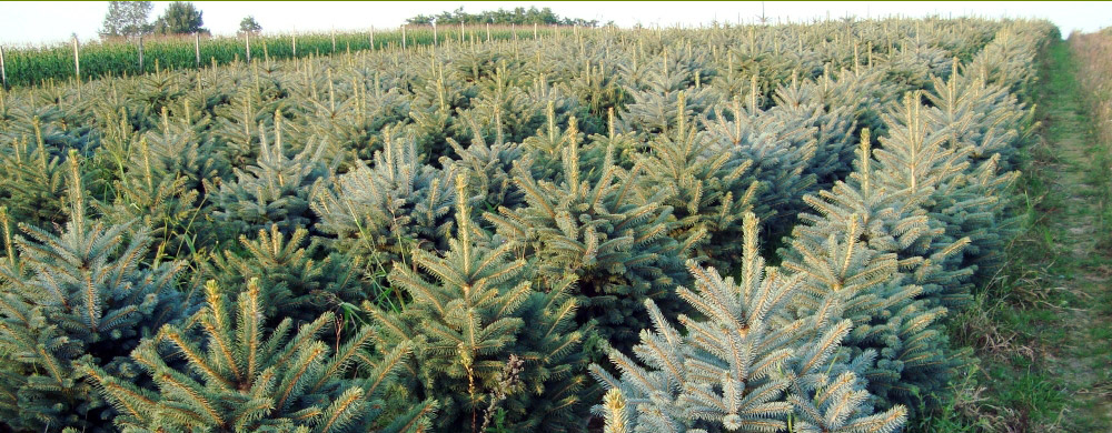 Die Pflanzenschule picea pungens Silber-Fichte hersteller Polen