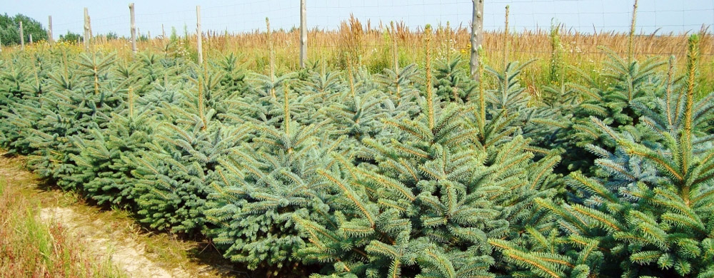 Die Pflanzenschule picea pungens Silber-Fichte hersteller Polen